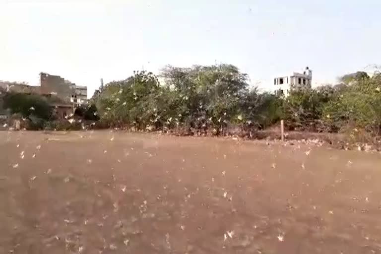 Locust attack in Rajasthan,  Locust attack in Jodhpur