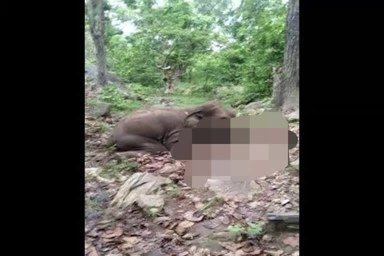 An elephant was found dead in Mundeswar reserve forest under Madhapur forest range in Boudh