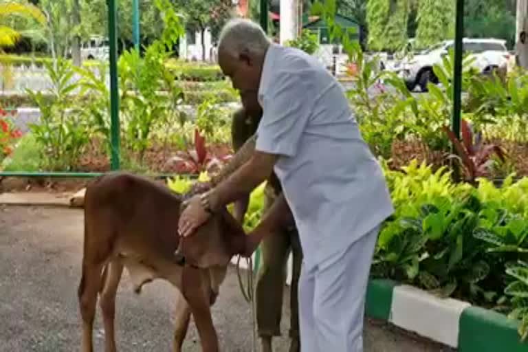 cm yadiyurappa in relax mood with  calf