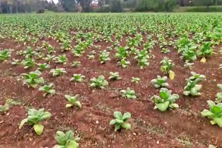 tobbaco crop drying due to lack of rain