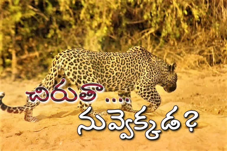 Leopard Wandering at New Bustand in jagityala