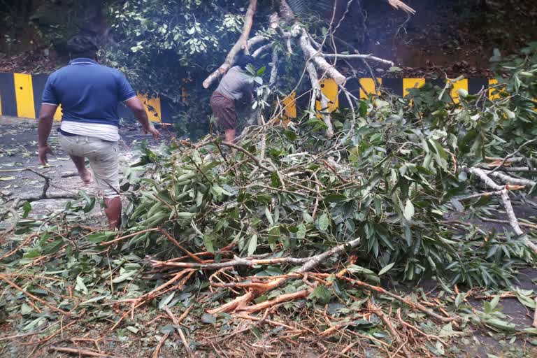 മലപ്പുറം  നാടുകാണി ചുരം  മരം വീണ് ഗതാഗതം തടസ്സപ്പെട്ടു  malappuram  Traffic disrupted  malappuram Traffic disrupted