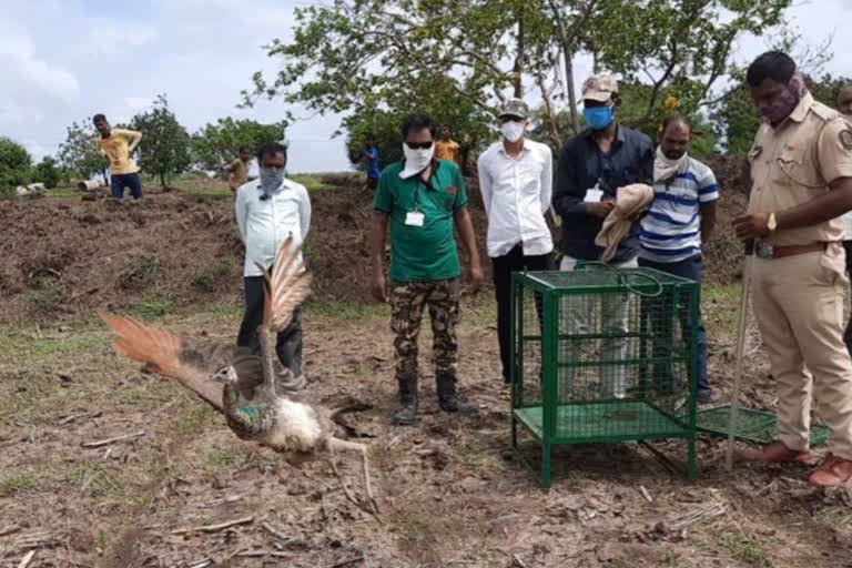 Forest dept in Solapur come to the rescue of coryza infected peahen