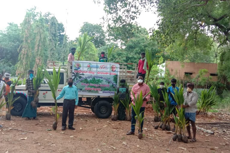 coconut trees free distribtution at ananthapuram