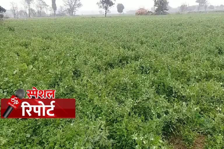 salehari green crop purchase start in kurukshetra