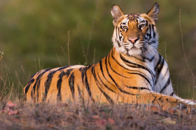 tadoba