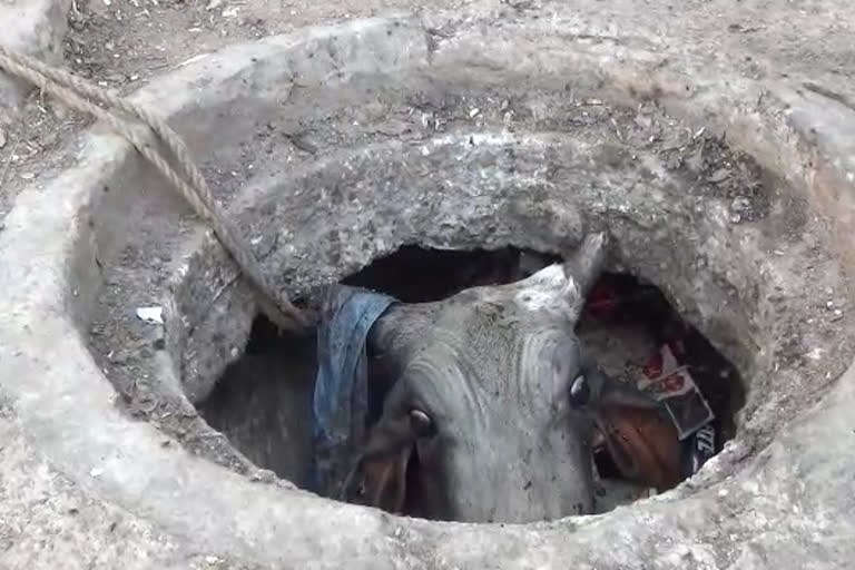 cow fell in main hole of sewer in kaithal