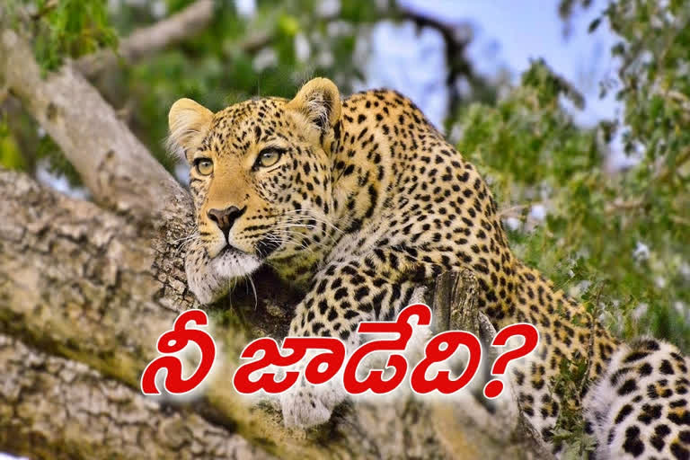 LEOPARD WANDERING IN JAGITYALA