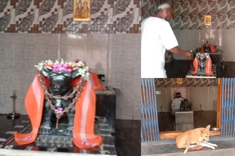 A  Man built a temple for his Lovable Dog, offering puja daily