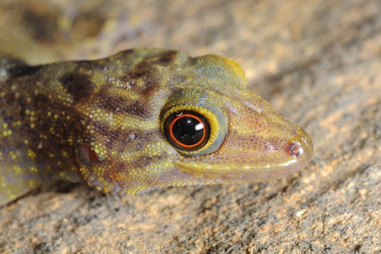 Tejas Thackeray discovers new lizard species with his colleagues