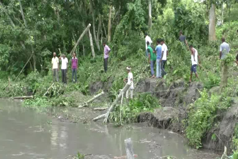 massive river bank erosion in puthimari river