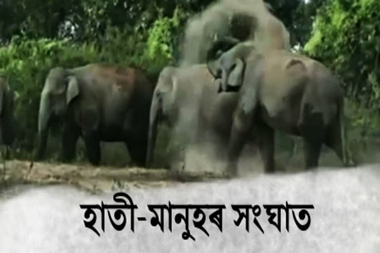 man elephant conflict