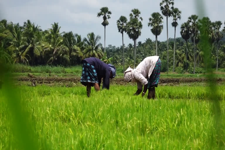 പട്ടാമ്പി നെൽകൃഷി  പട്ടാമ്പി കൊണ്ടൂർക്കര പാടശേഖരം  ഭാരതപ്പുഴ വാര്‍ത്ത  paddy farming news  palakkadu pattambi news