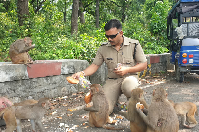 Mukesh is feeding animals in Haridwar