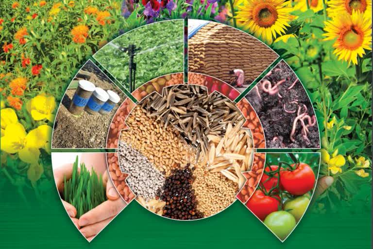 Agriculture Department will give free mini kit of 4 kg pulses seeds to farmers