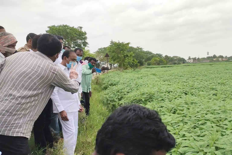 Minister Etela Visits Jeeluga Farm In huzurabad