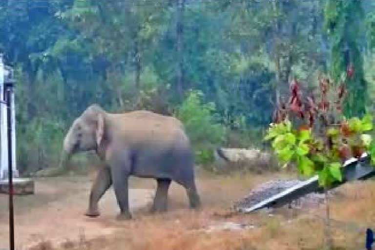 Ganesh elephant killed in Behramar forest