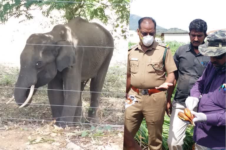 Forest rangers helps injured elephant in coimbatore