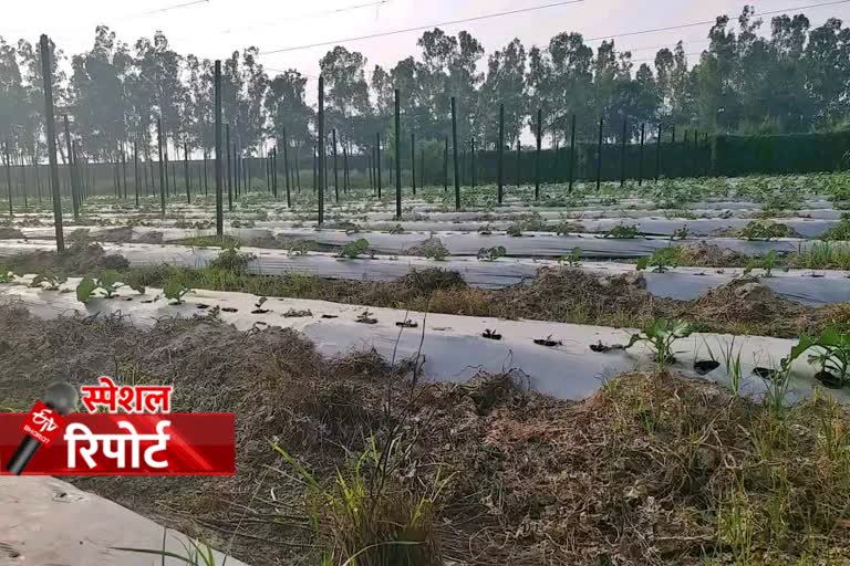 karnal farmers are doing vegetable farming