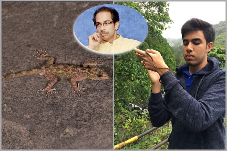 Tejas Thackeray discovers new lizard species with his colleagues