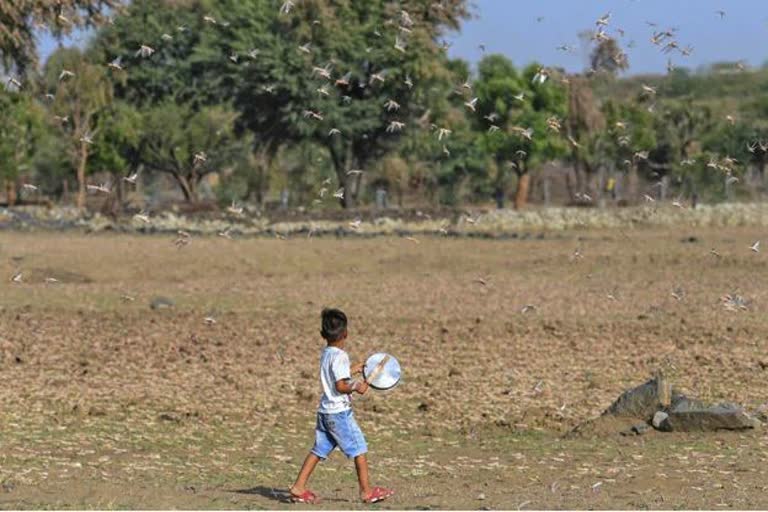 A swarm of locusts attacked trees and crops in two villages in Charkhari area of Uttar Pradesh's Mahoba district