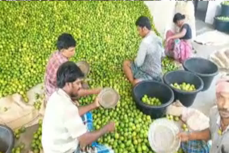 ధరలేక, పెట్టుబడి రాక..నిమ్మరైతు దిగాలు !