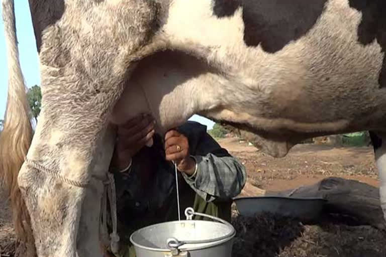 holstein fresh cross cow karnal