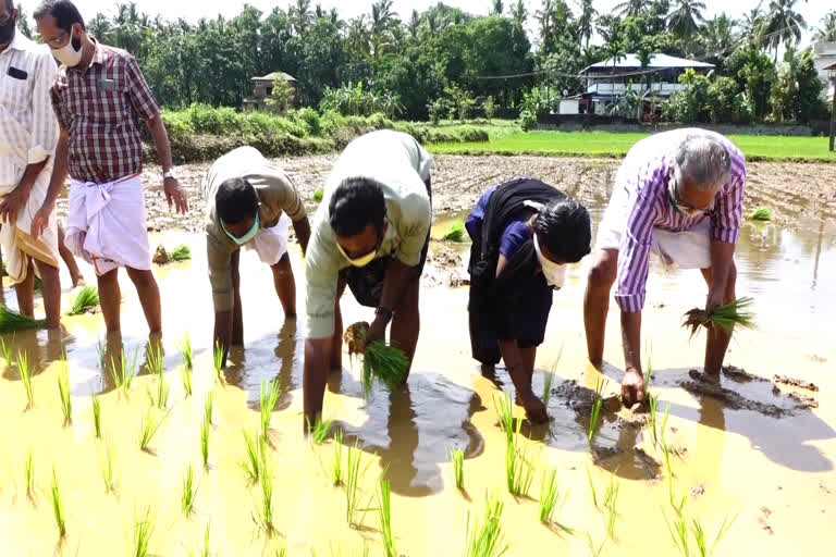 പാലക്കാട് പട്ടാമ്പി ഡി.വൈ.എഫ്.ഐ DYFI RICE FARMING