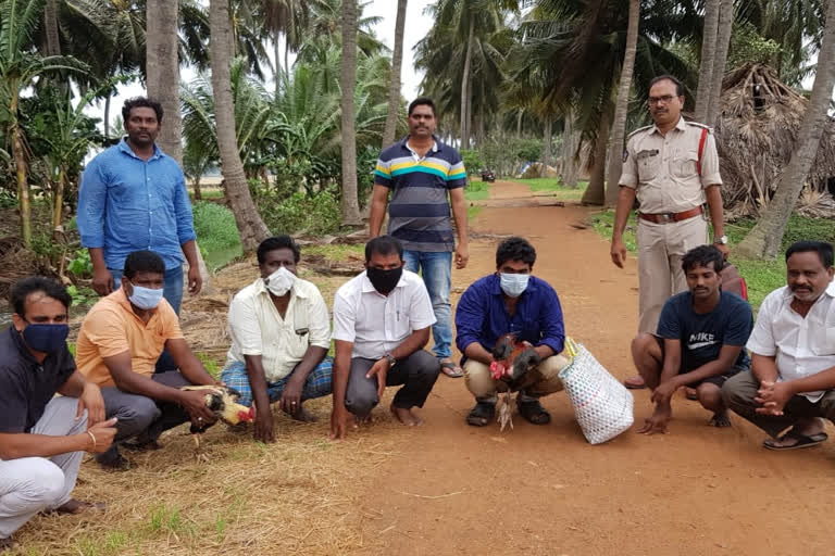 కోడి పందాల స్థావరాలపై పోలీసులు దాడి..ఏడుగురు అరెస్టు !