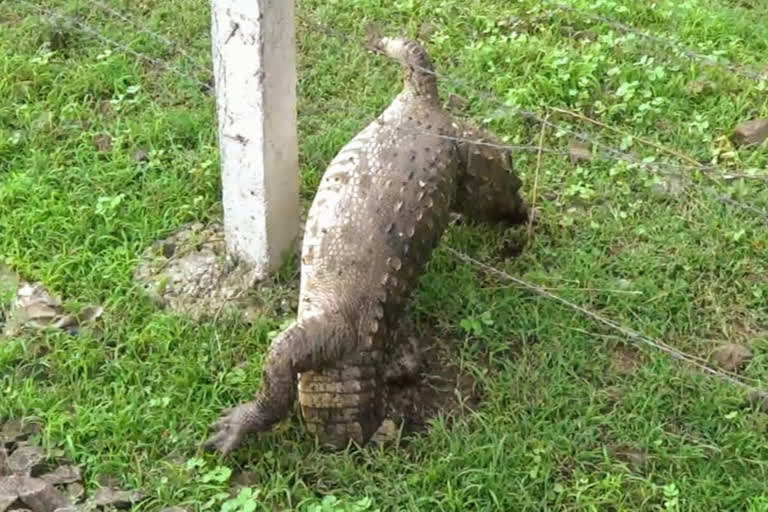 Crocodile dies in railway accident