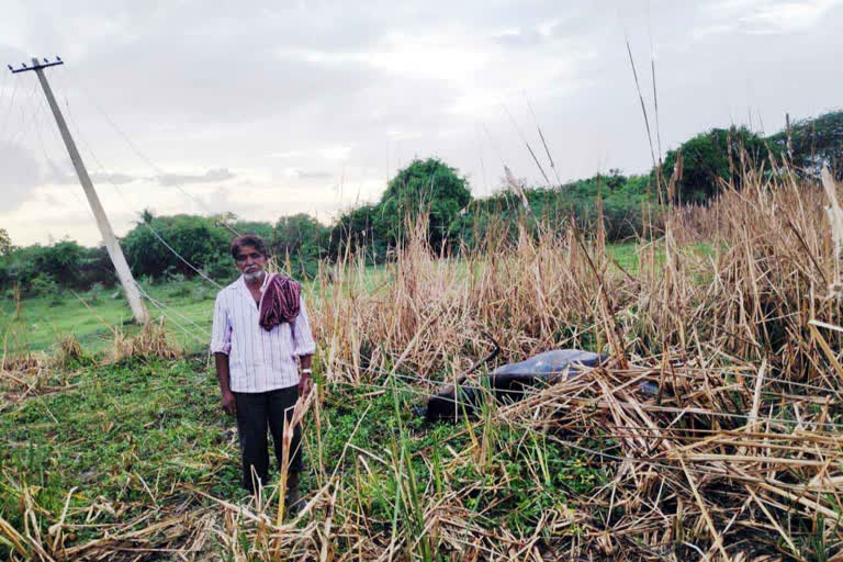 ವಿದ್ಯುತ್ ತಂತಿ ತಗುಲಿ 4 ಎಮ್ಮೆಗಳು ಸಾವು