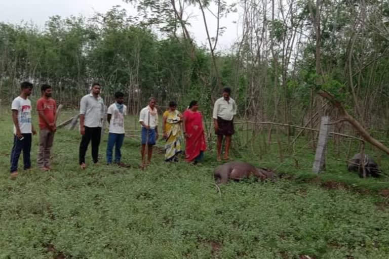 పశువుల పాలిట యమ పాశాలు విద్యుత్ తీగలు