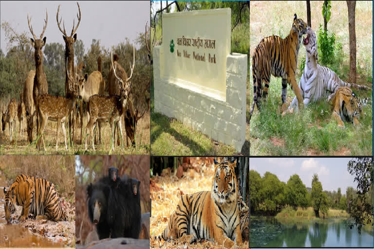 bhopal-van-vihar-national-park-open-from-today