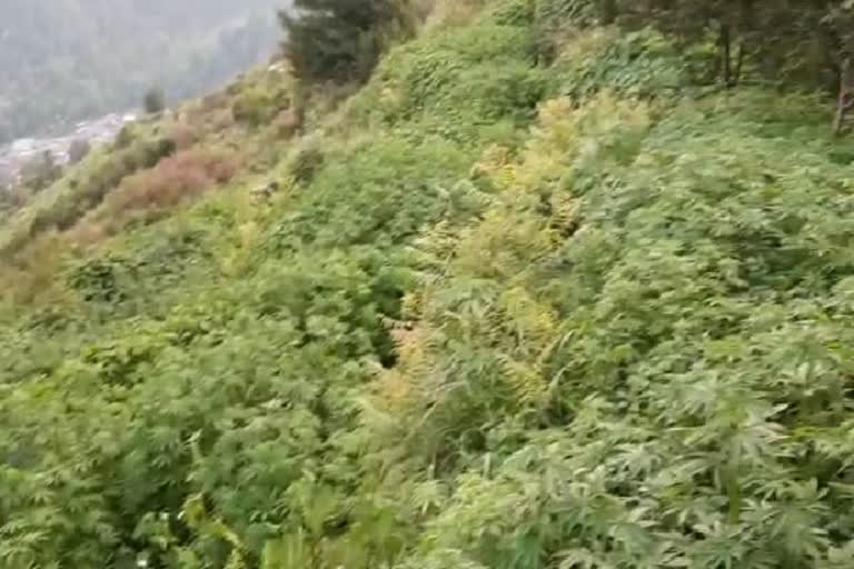 bhang plants in Kullu