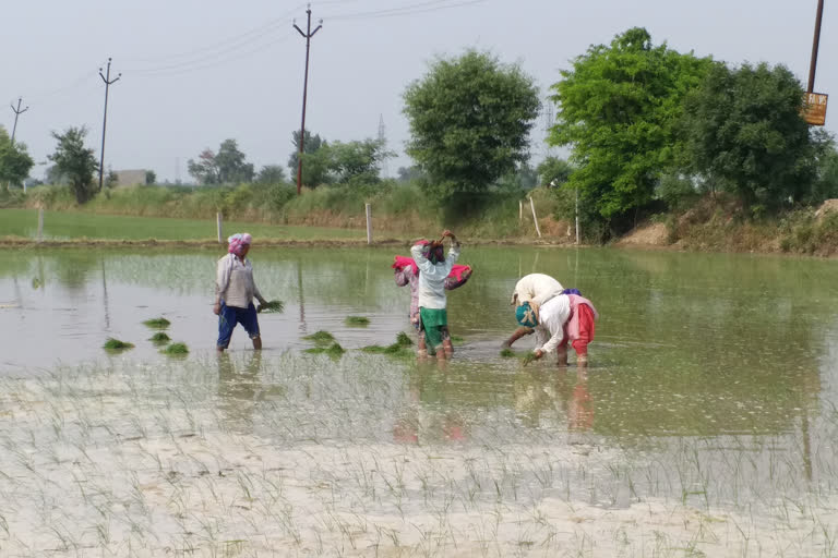 farmers are in trouble