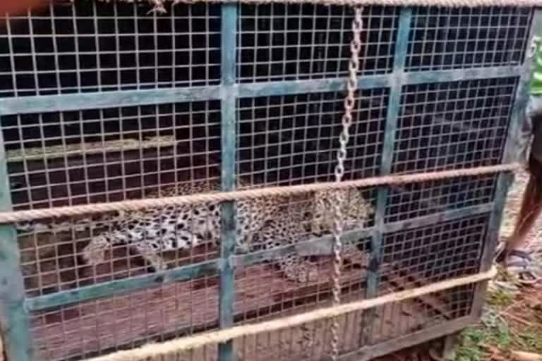 Chitradurga: Leopard captures villagers with frequent appearances