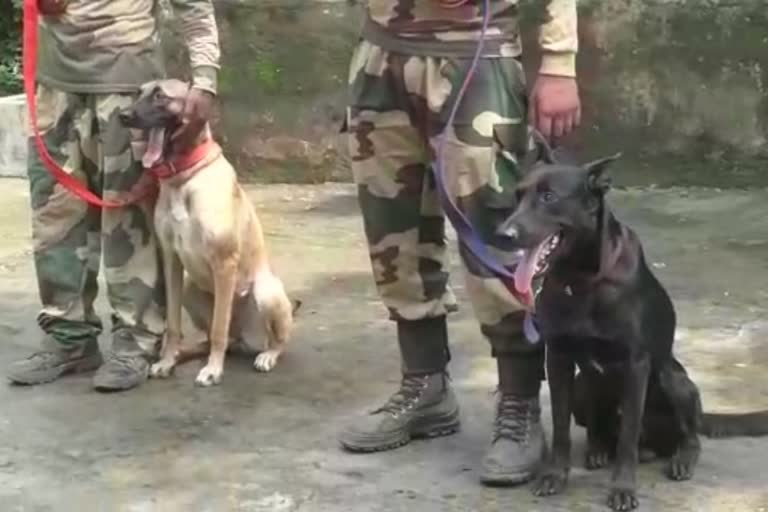 Forest department import two trained dogs