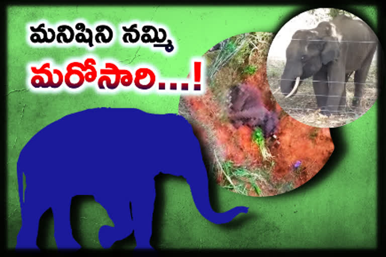 a-12-year-old-male-elephant-died-after-eating-crackers-at-jambukandi-village-in-outskirts-of-coimbatore