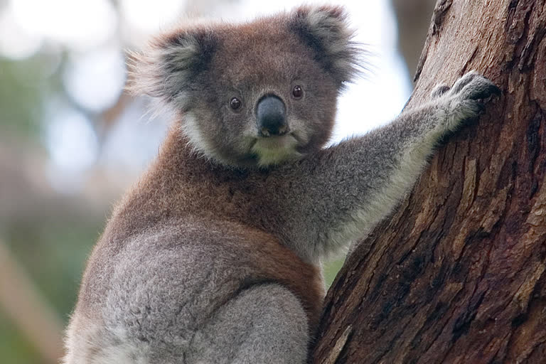 Koala