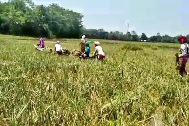 Thousands of bighas of agricultural land under the control of flood in Golaghat assam etv bharat news