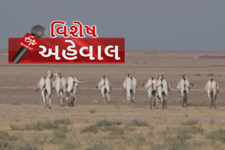 આજે અષાઢી બીજ, કચ્છનું નવું વર્ષ, કચ્છી ભાંવરે કે જજીયું જજીયું વંધાઈંયું