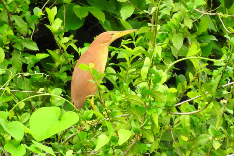 Shinoman Bittern Rare Bird in Nizamabad district