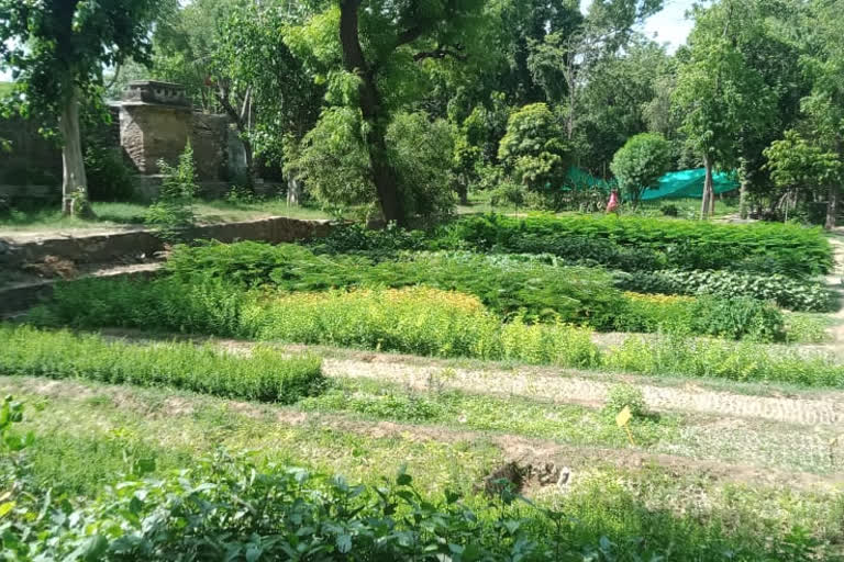 सेन्दड़ा नर्सरी में पौधे तैयार, Plants ready in Sendra Nursery