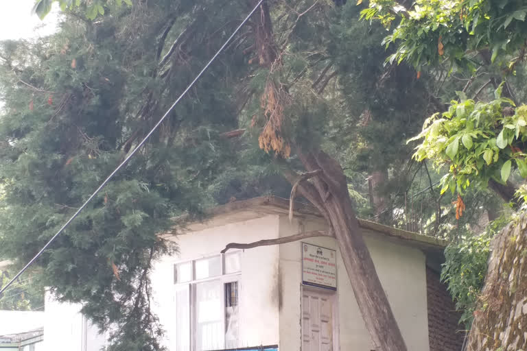 MC did not get government approval to cut dangerous trees in Shimla