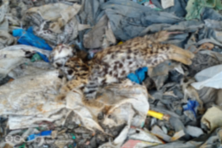 Found body of leopard cat baby