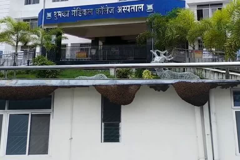 many beehive in dmch in dumka