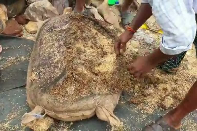 हजारों क्विंटल चावल बर्बाद