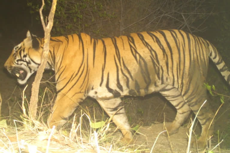 tiger died in quarantine center nagpur