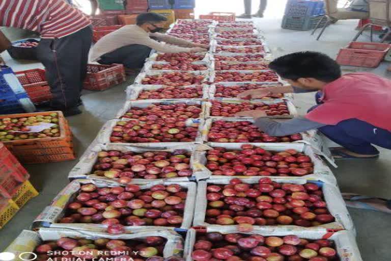 Plum decreased in Mandi district, but gardeners are getting more price