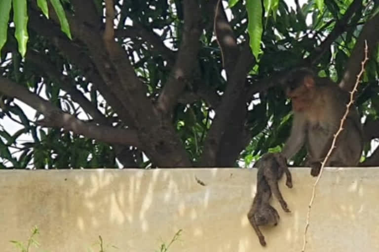 monkey dead in kalyanadurgam